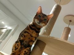 -楼上猫咖(罗湖店)