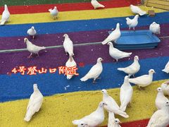 -野狸岛