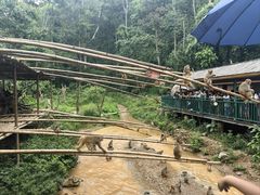 -西双版纳原始森林公园