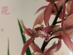 -厦门园林博览苑