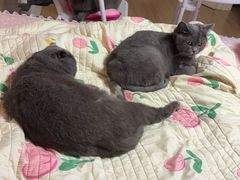 -瑞派长江宠物医院·猫科·外科·24小时夜护(谊城公寓分院)