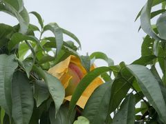 -老袁家蜜桃农场·阳山水蜜桃