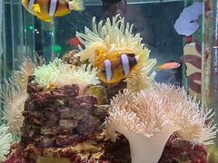 -太平洋海底世界