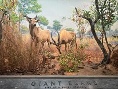 -美国自然历史博物馆