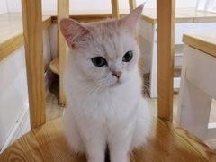 -李小姐の猫咖啡馆(五角场店)