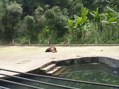 -贵州森林野生动物园