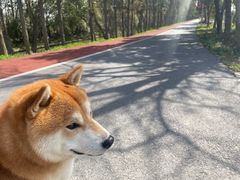 -上海长兴岛郊野公园