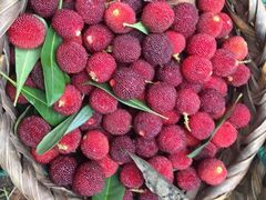 -西山樟坞健康果园枇杷杨梅采摘