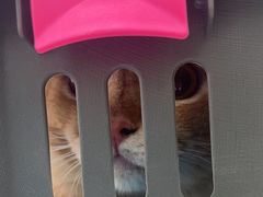 -瑞派动物医院·猫专科·至诚(江南中分院)