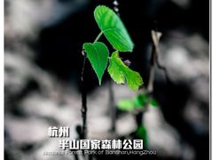 -杭州半山国家森林公园