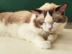 -飞行喵MR PILOT|猫舍·猫咖(静安大融城店)