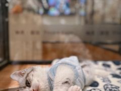 -袖虎·猫馆(体育西路店)