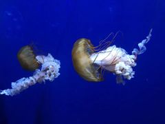 -成都浩海立方海洋公园