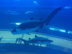 -迪拜水族馆及水下动物园