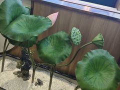-辣盆盆麻辣小龙虾(哈尔滨总店)