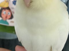 -吉丁鸟咖·异宠·寄养