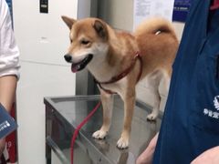 -申普宠物医院·眼科·心内科·影像科(普陀分院)