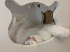 -猫域·湾主题猫咖·宠物吧(南坪城市广场店)