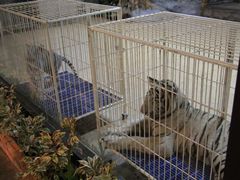 -清迈夜间动物园