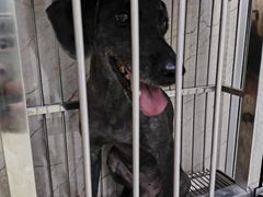 -福懋动物医院·犬猫全科·外科·重症科(杏林分院)