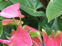 -北京植物园-展览温室