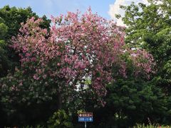-南宁南湖公园