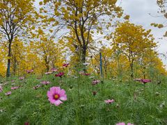 -天适樱花悠乐园
