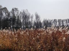 -东郊湿地公园