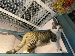 -喵屿·大理花园猫咖