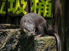 -广州长隆飞鸟乐园