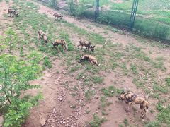 -大连森林动物园