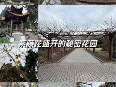 -嘉定紫藤园