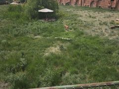 -新疆天山野生动物园