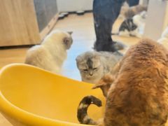 -有喵·猫咖·狗咖·30几只猫10只小狗(岗厦店)
