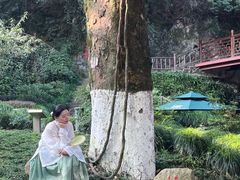 -十八棵（老龙井）御茶园(老龙井店)