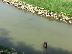 -北京麋鹿生态实验中心