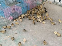 -前小桔亲子创意农场·草莓采摘·露营烧烤