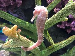 -暹罗海洋世界