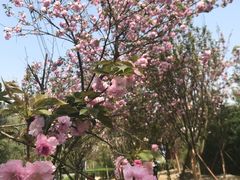 -三圣花乡旅游区