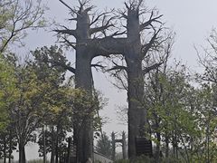 -西青郊野公园