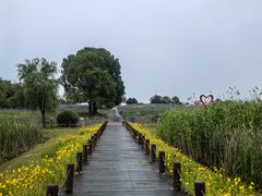 -西京湾花海