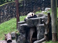 -都江堰中华大熊猫苑