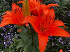 -循礼门鲜花花市(武汉循礼门店)