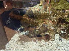 -上海海洋水族馆