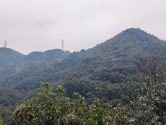 -南山植物园