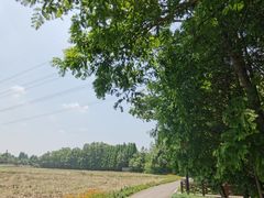 -桤木河湿地公园