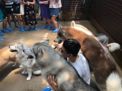 -TrueLove @ Neverland (Husky Cafe)