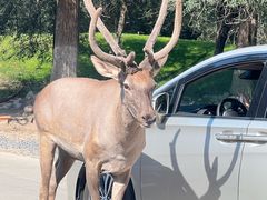 -北京野生动物园