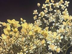 -中央公园(苏州工业园区)