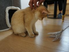 -猫腻·猫咖·撸猫馆(星光大道店)